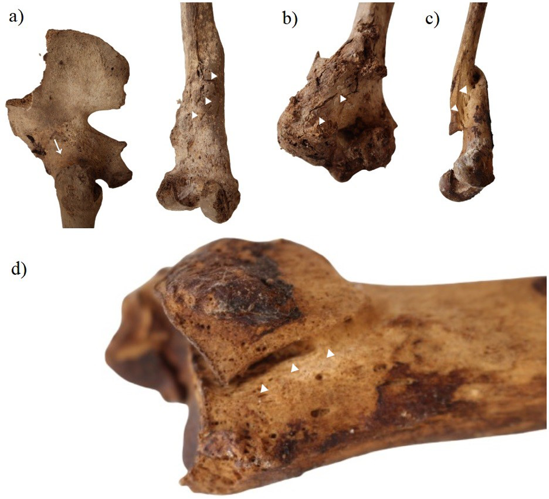 Fig7.tif