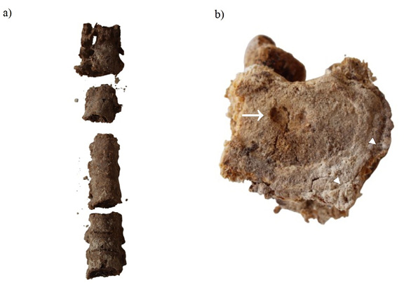Fig4.tif