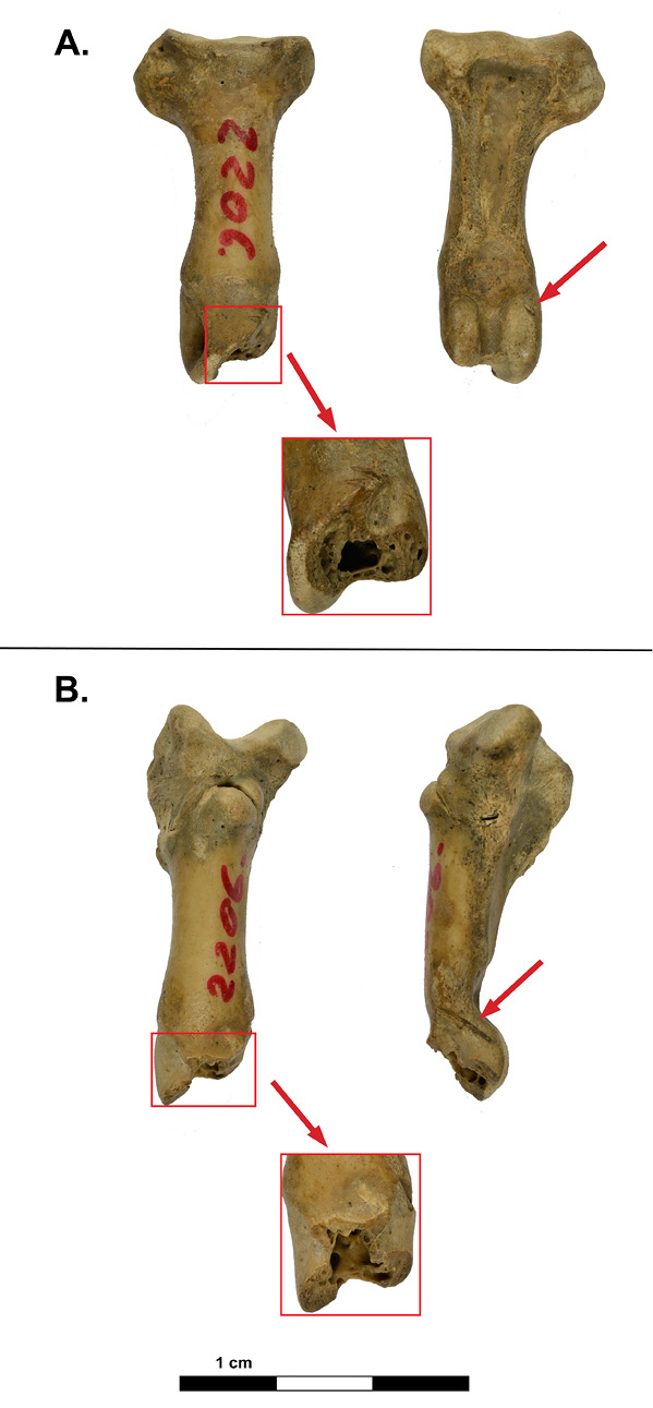 Ehrlich_et_al_fig_5.jpg